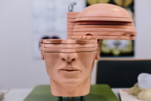 Model of a human head used for educational research in philosophy