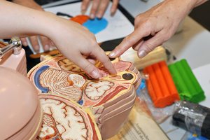 Hands pointing at sections of a human brain model during an educational demonstration